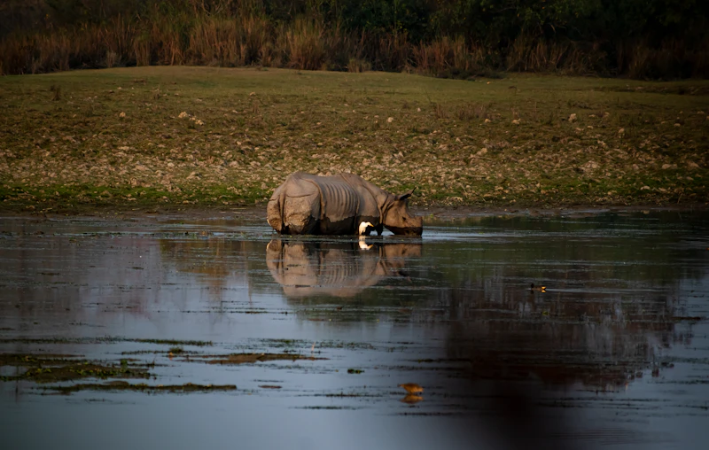 Top Fine Dining Restaurants in Kaziranga for a Truly Special Meal