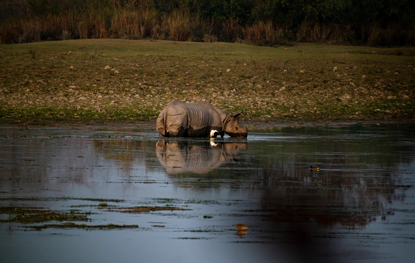 Assam Rhino & Brahmaputra Escape