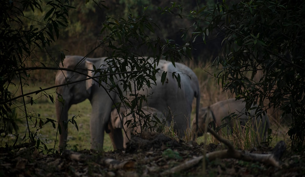 a couple of elephants standing next to each other