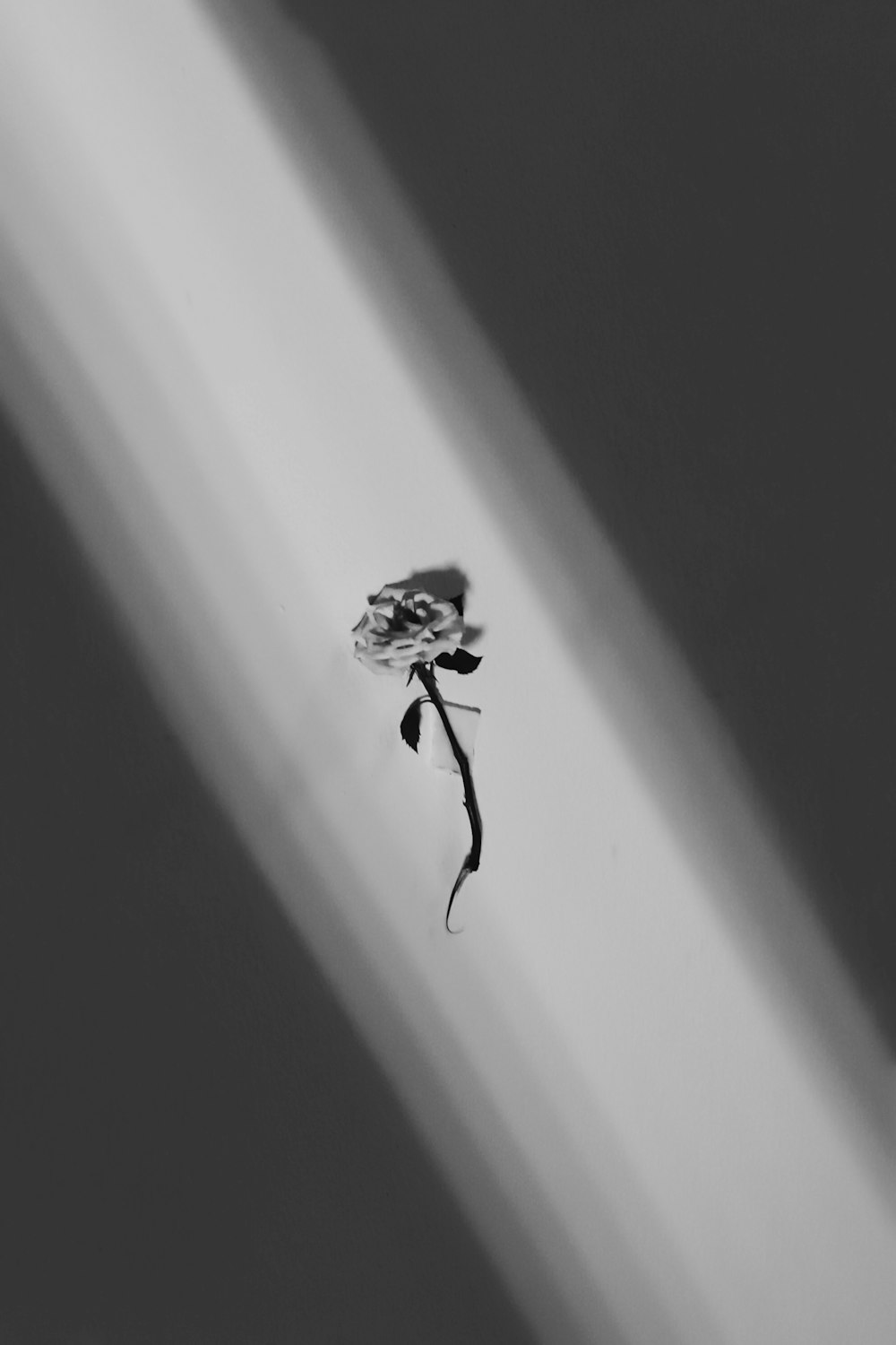 a black and white photo of a single flower