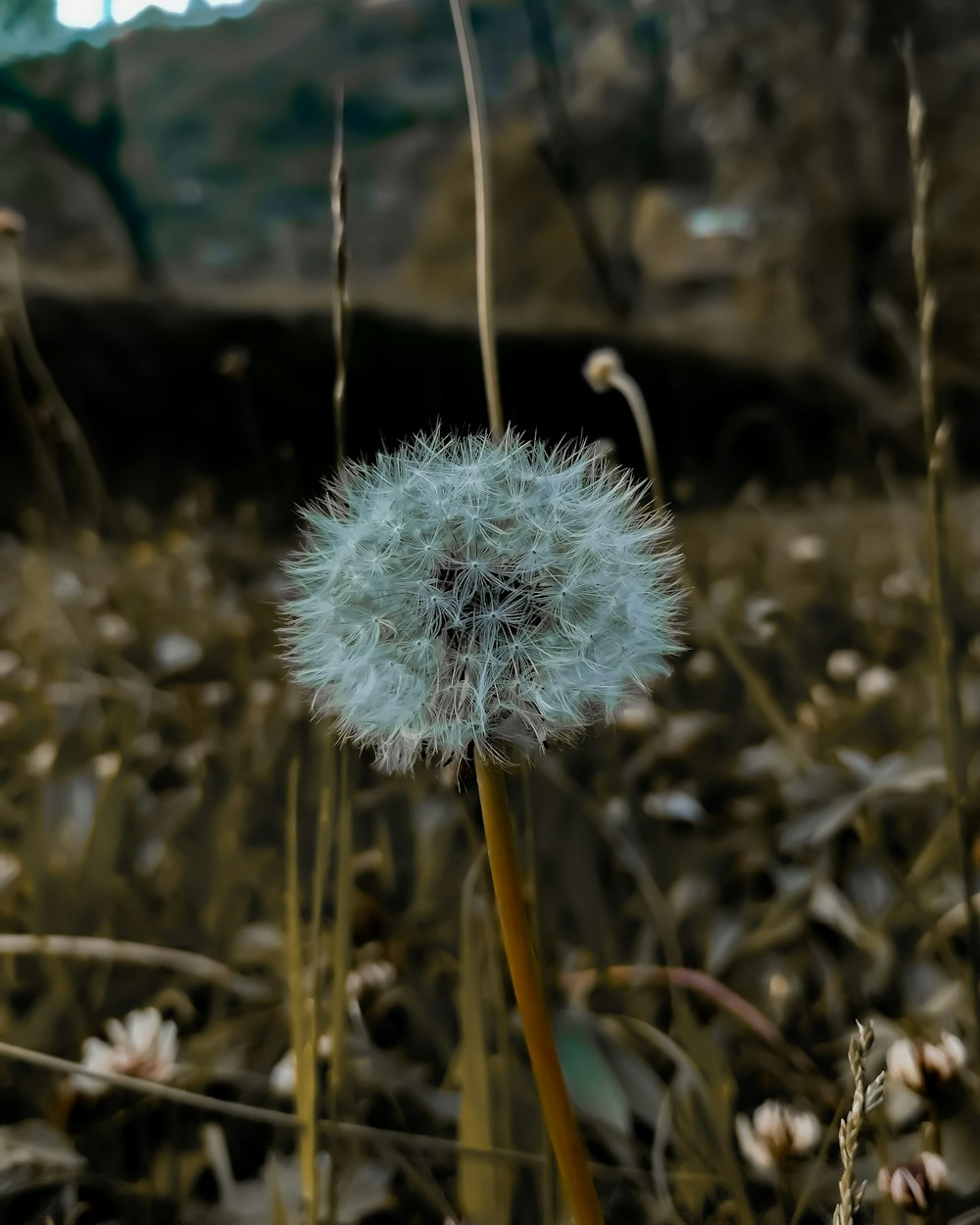 a close up of a dandelion in a field