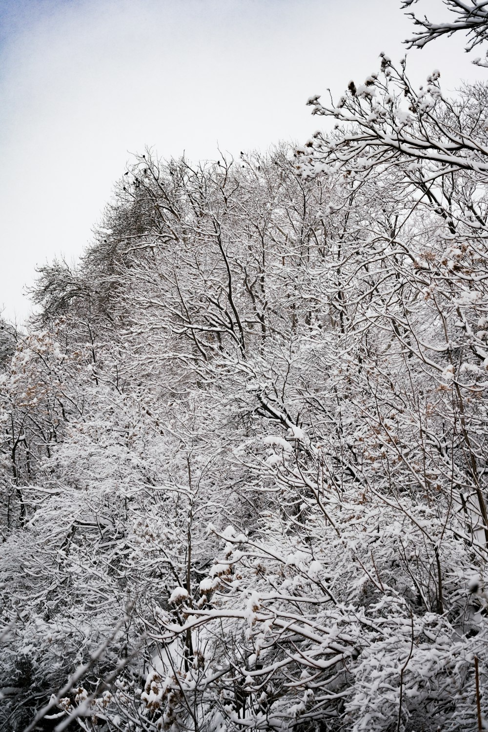 a snow covered forest with trees and a hill in the background