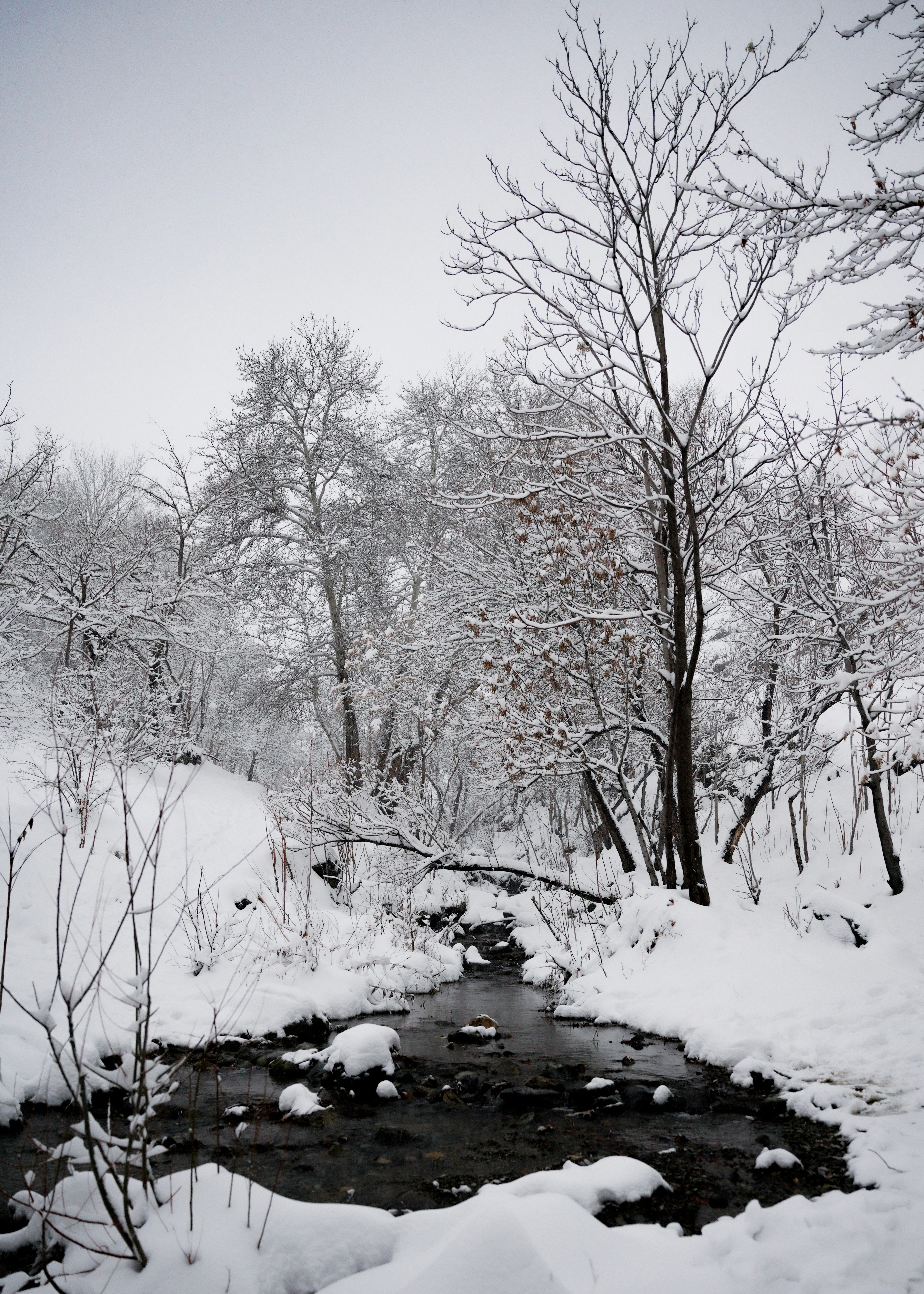 a stream running through a snow covered forest