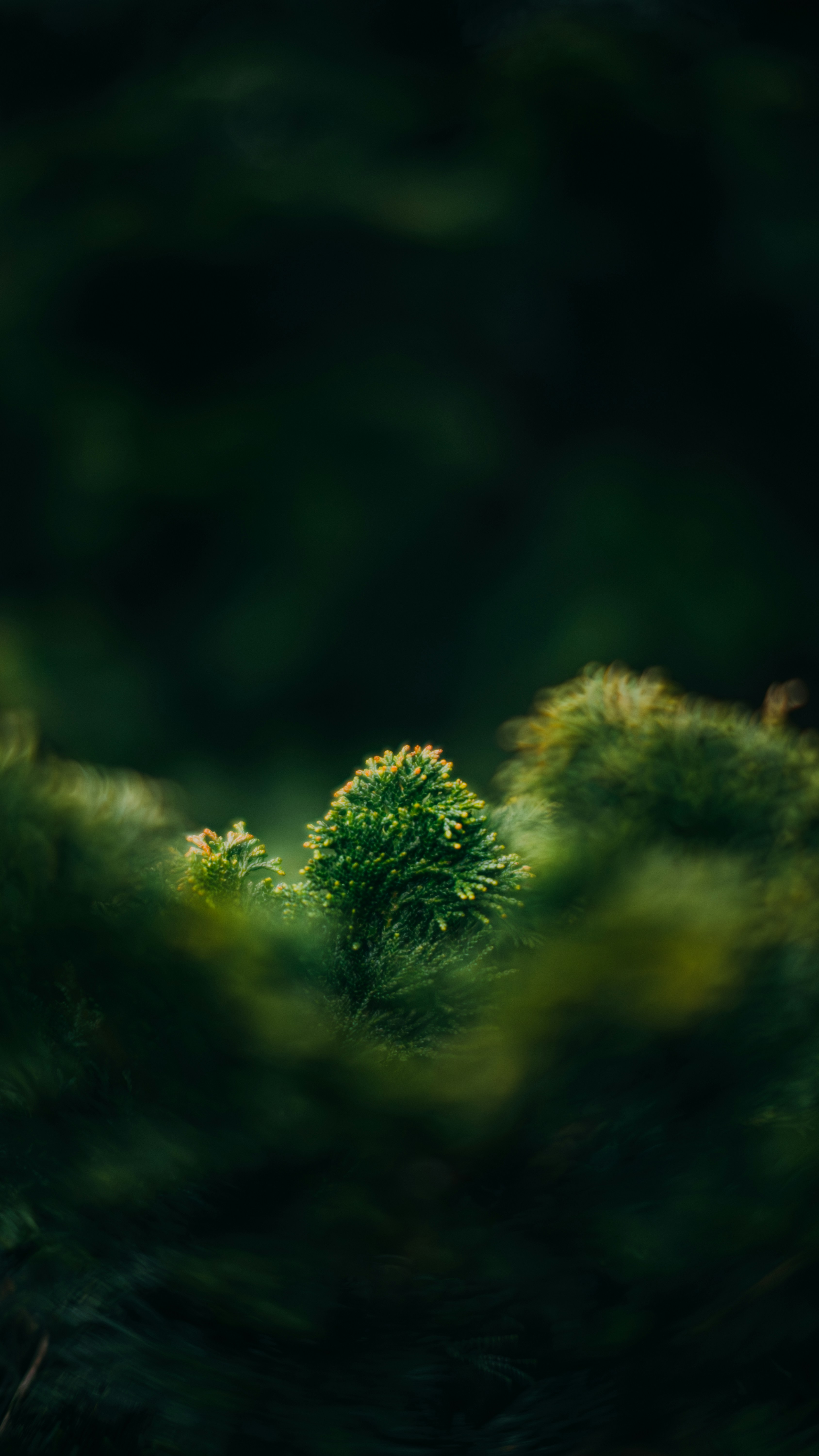 uma foto desfocada de uma planta verde na floresta