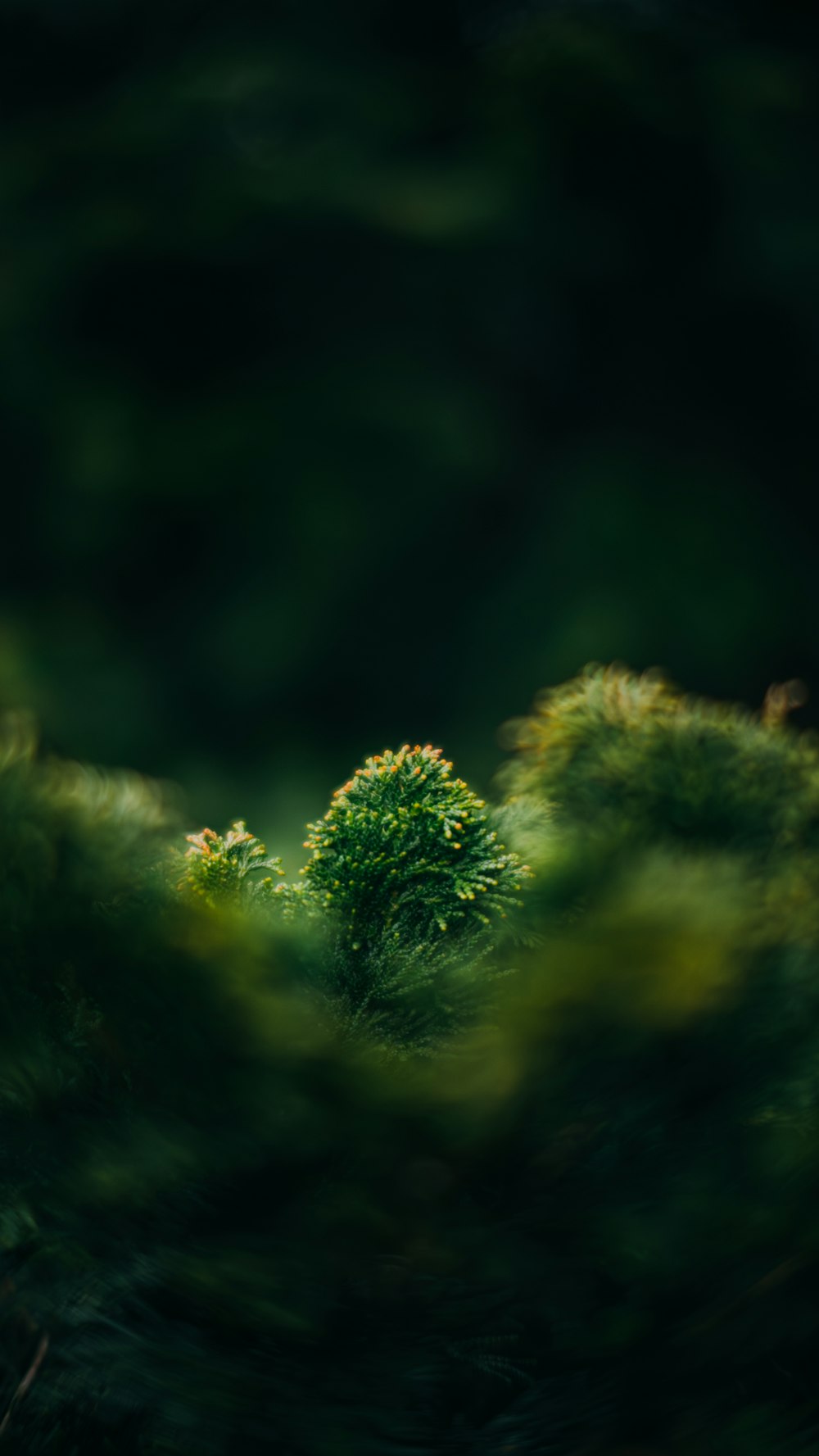 a blurry photo of a green plant in the woods