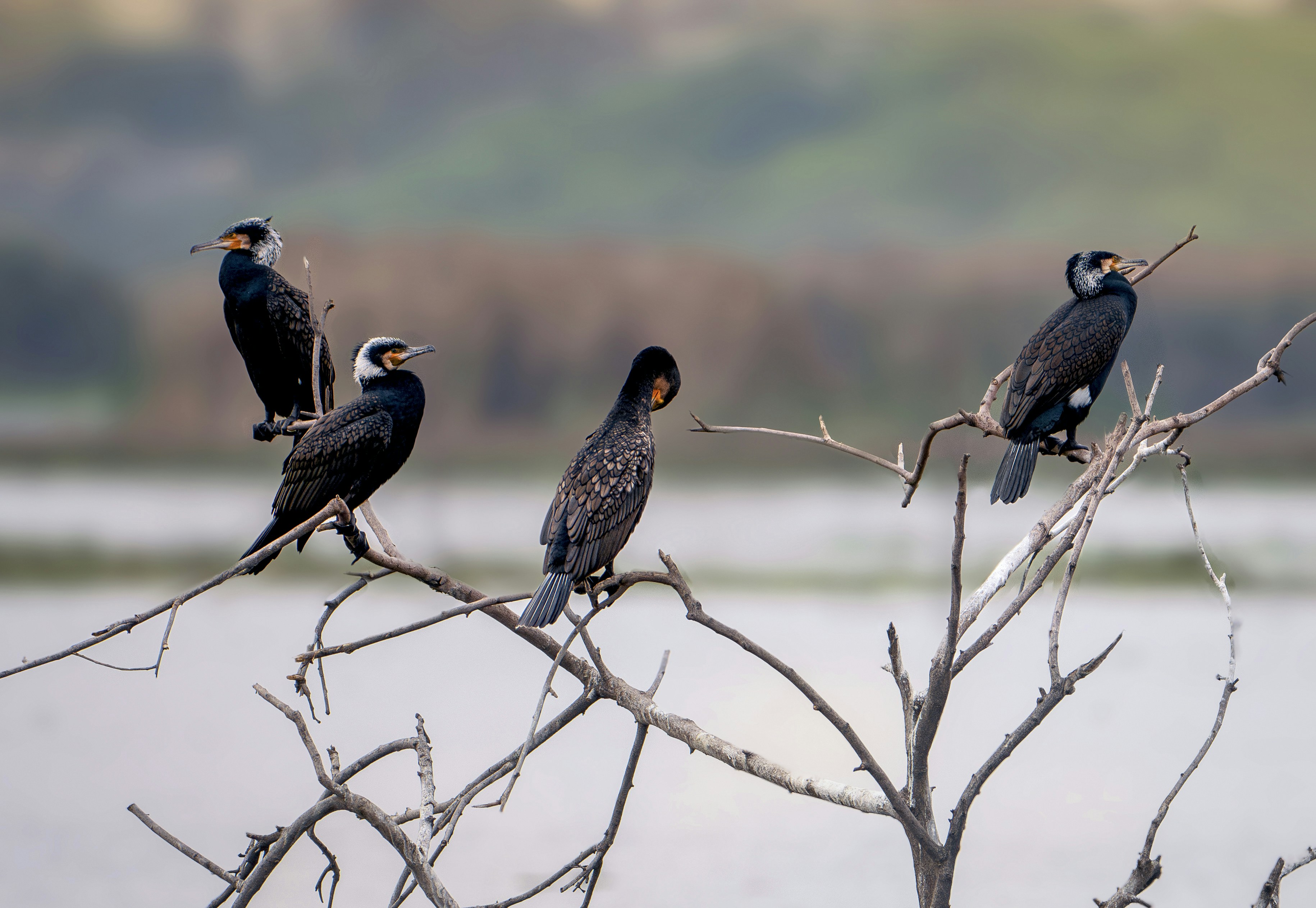 Photo by anubhavsonker
