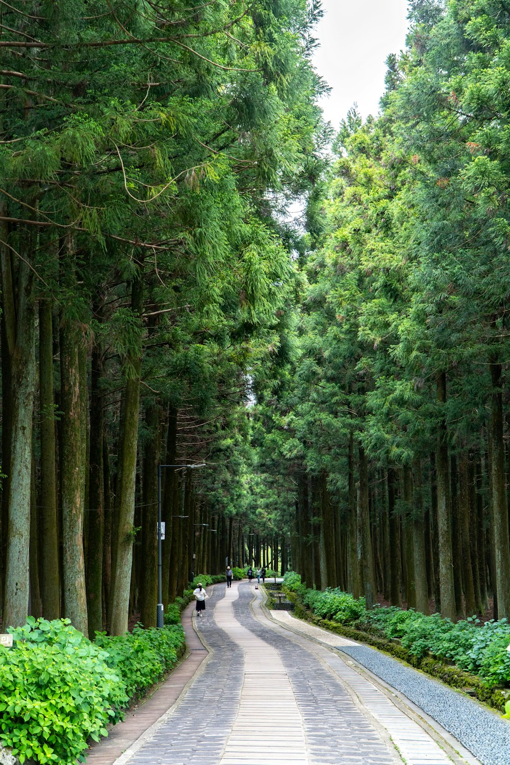 a paved road surrounded by tall trees and greenery