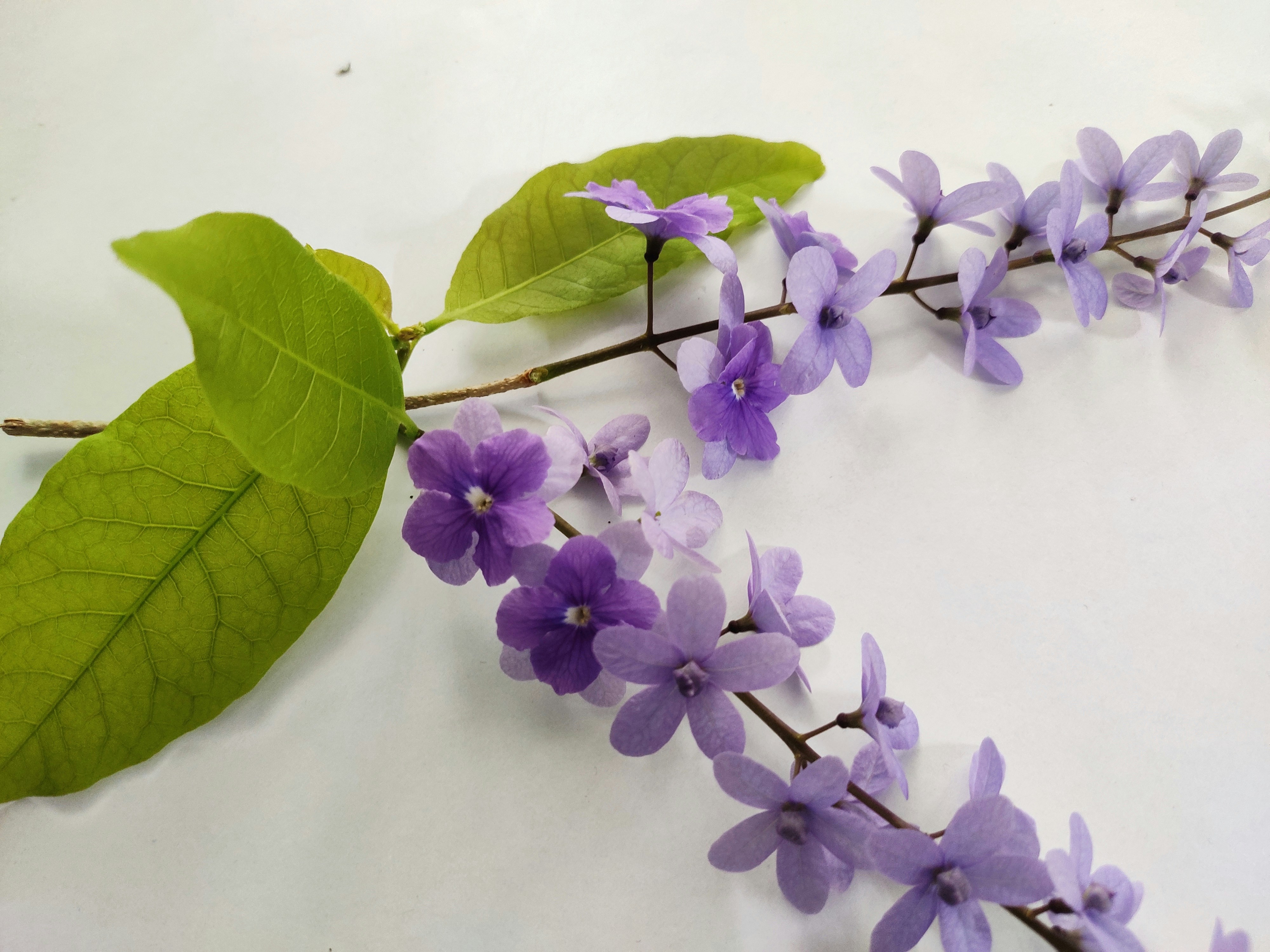 緑の葉を持つ紫色の花の枝