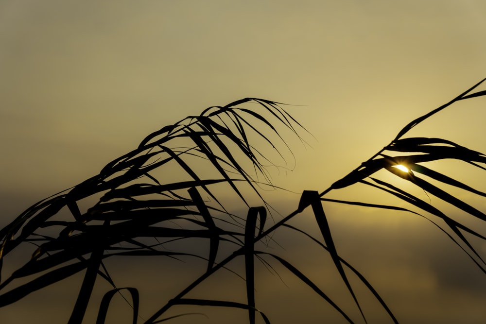 the sun is shining through the branches of a plant