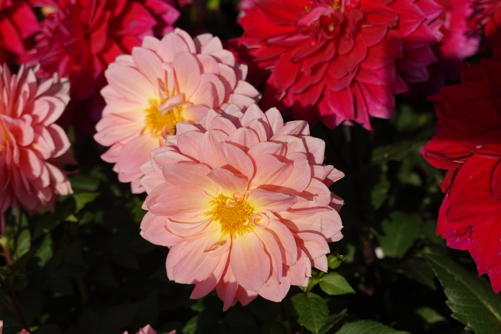 a bunch of pink and red flowers with green leaves