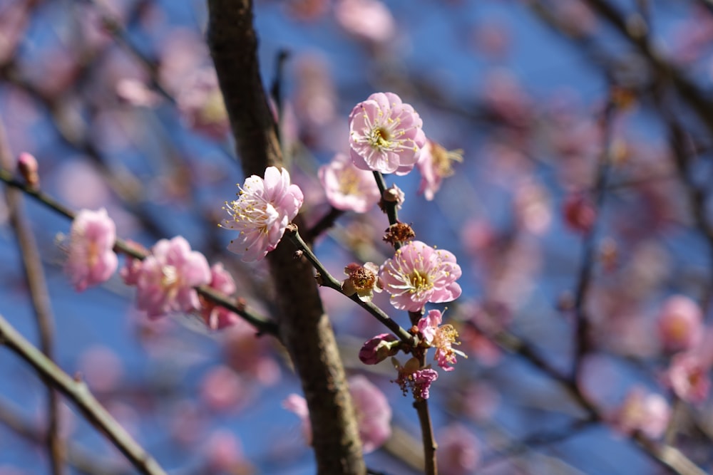 ピンクの花を咲かせる木の枝