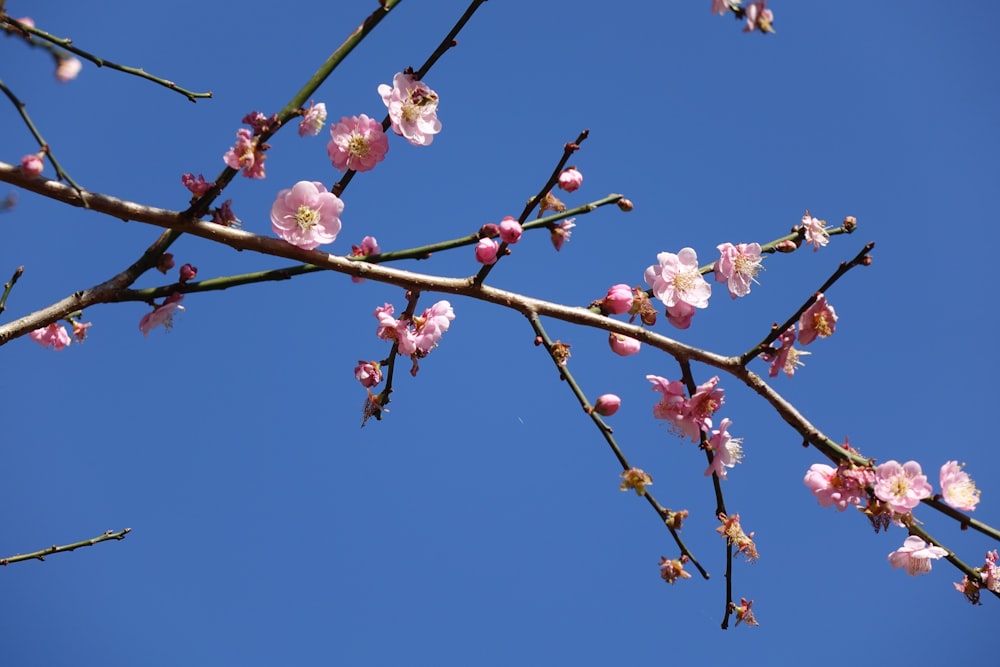 a branch with pink flowers against a blue sky