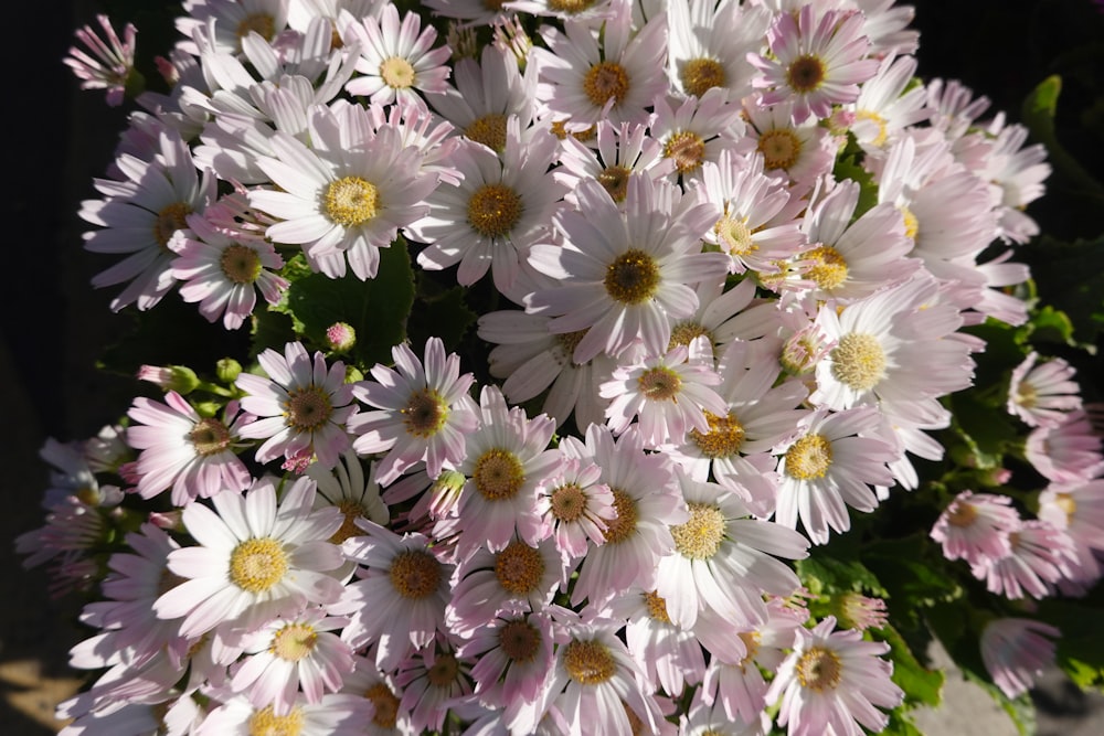 a close up of a bunch of flowers