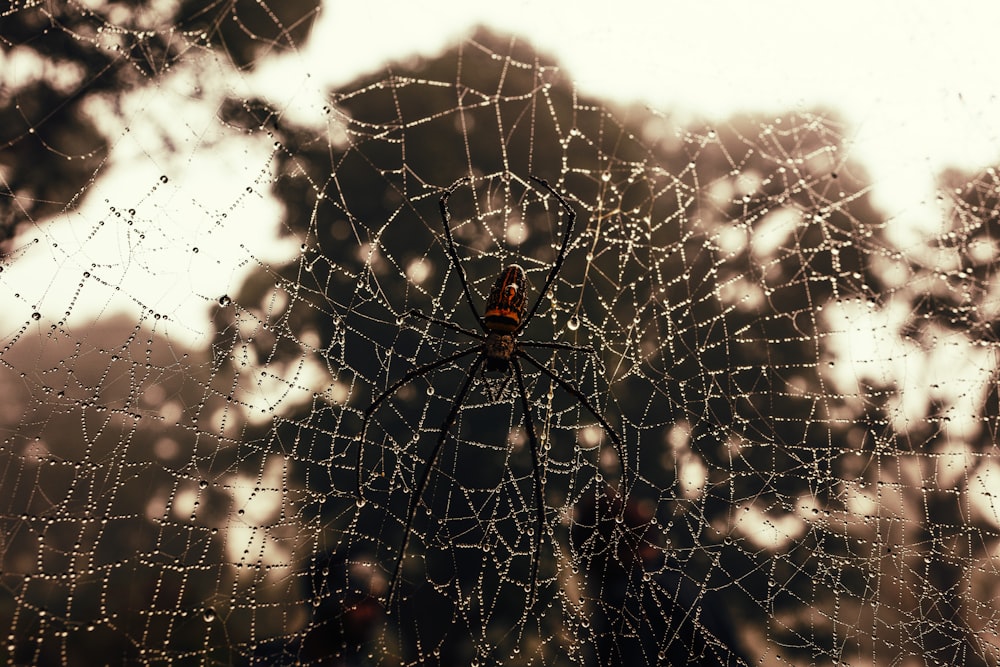 a spider web with drops of water on it