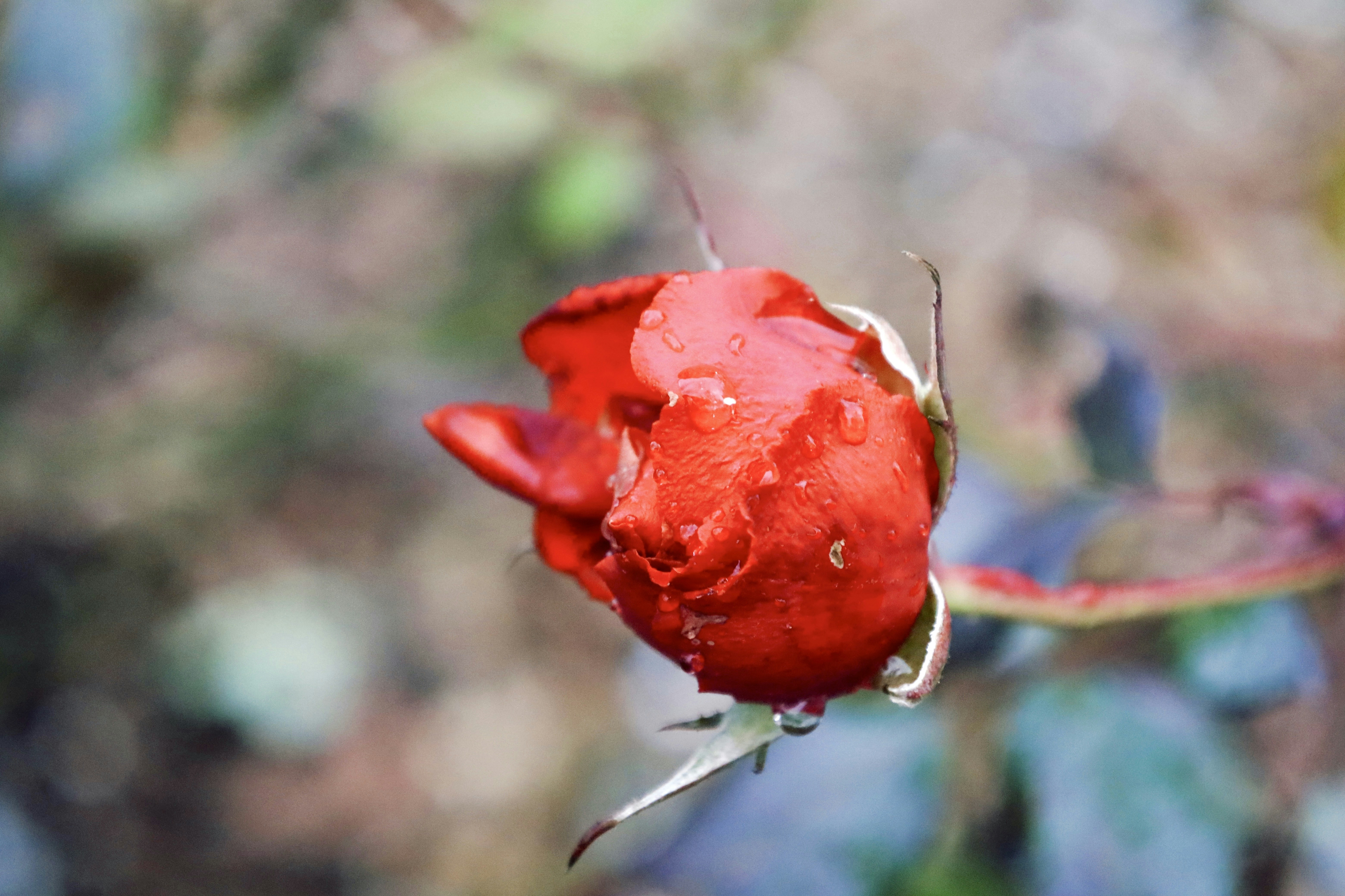 Photo by ananoelleeeee