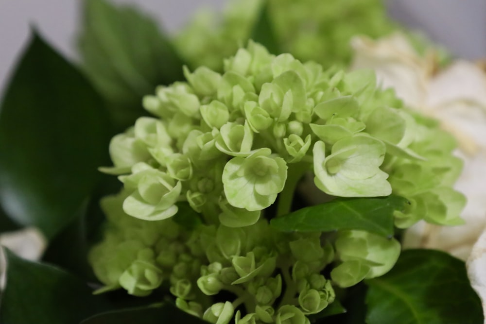 a close up of a bouquet of flowers