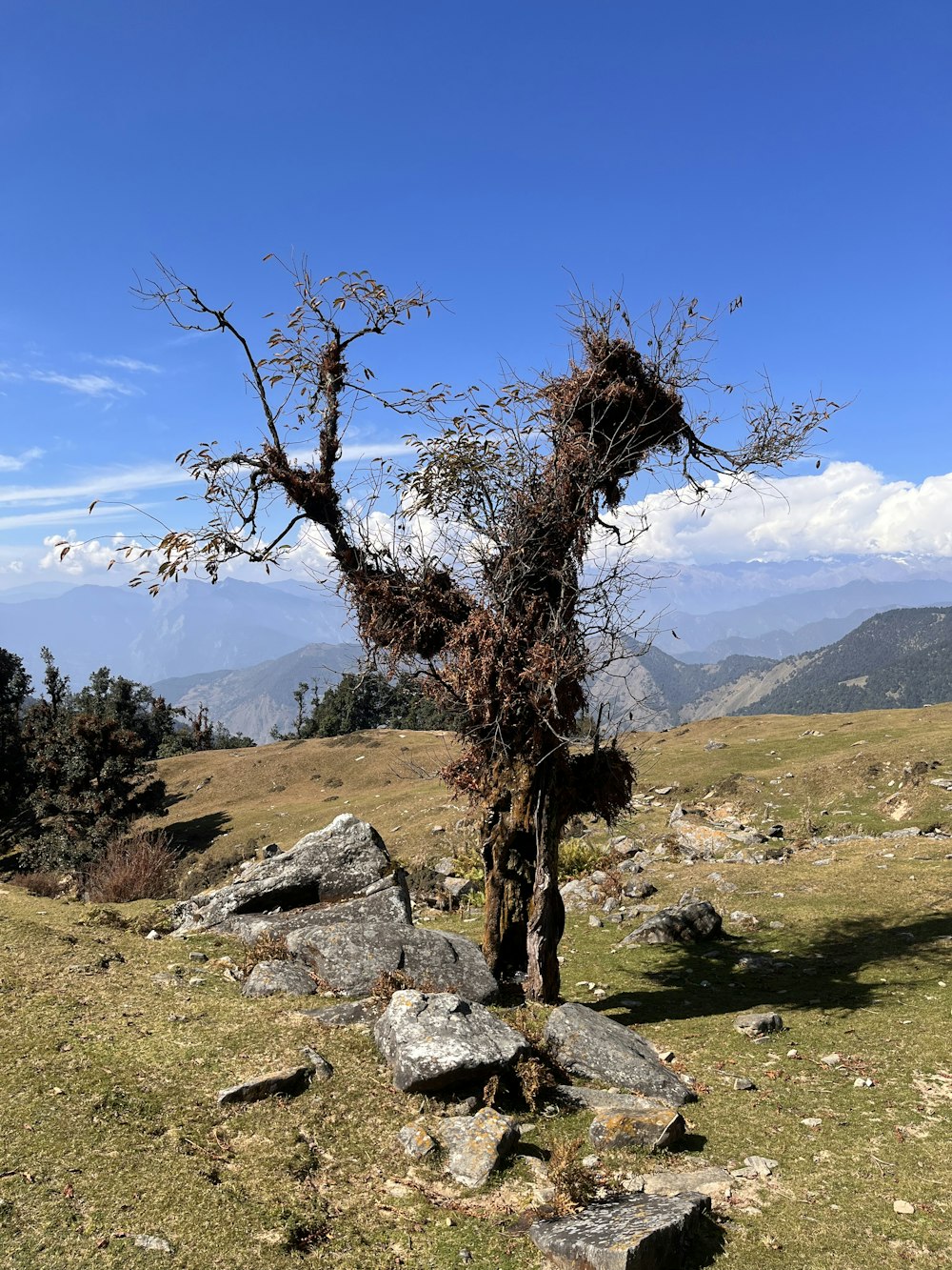 a tree that is standing in the grass