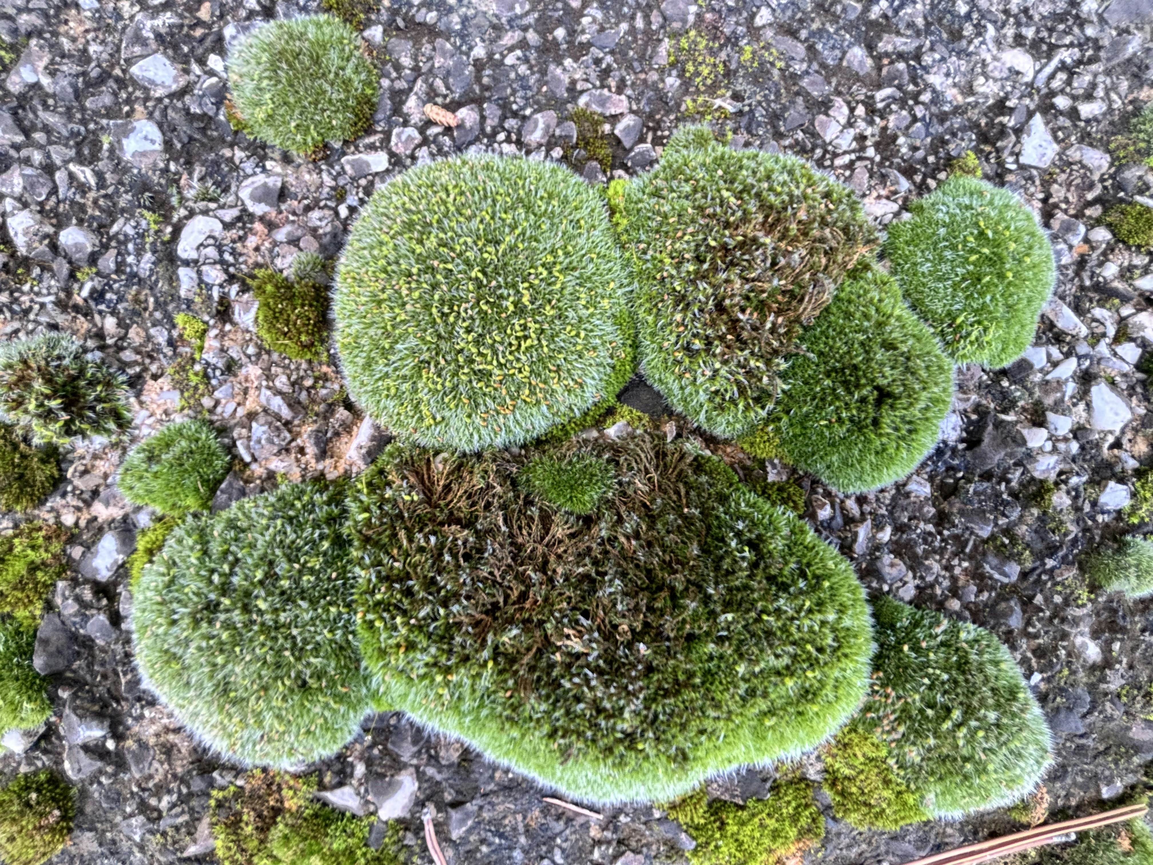 The Reproduction Riddle (image credits: unsplash)