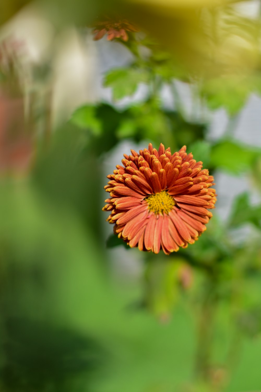 a close up of a flower with a blurry background