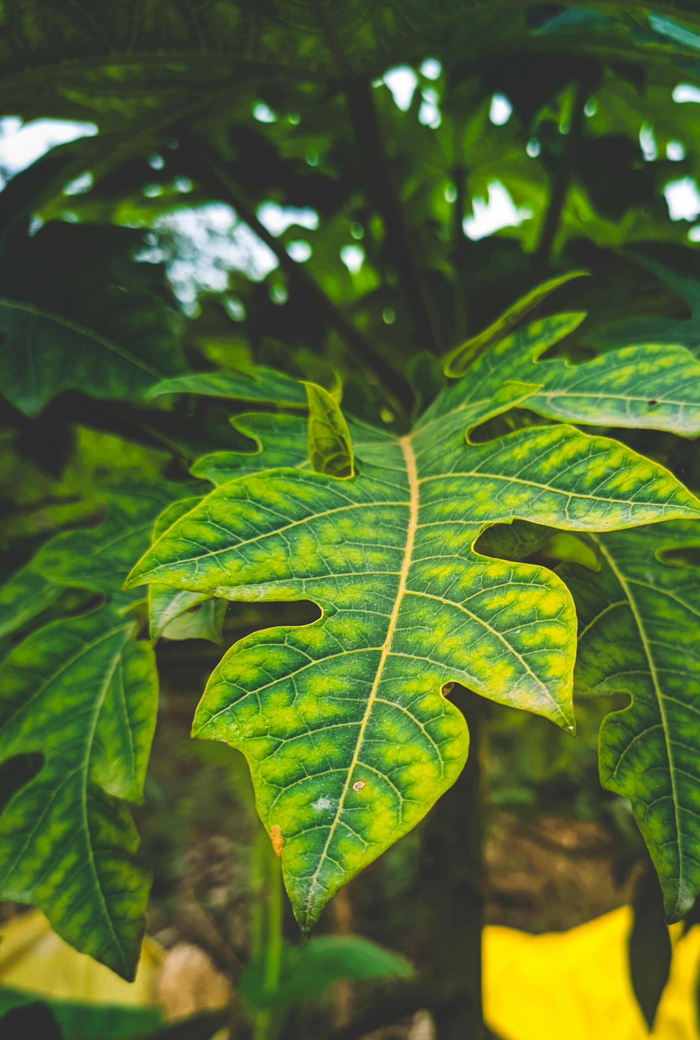 Photo by amanmaurya_117