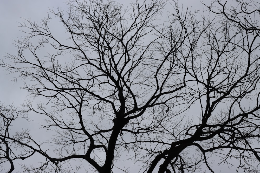 a tree with no leaves and no leaves on it