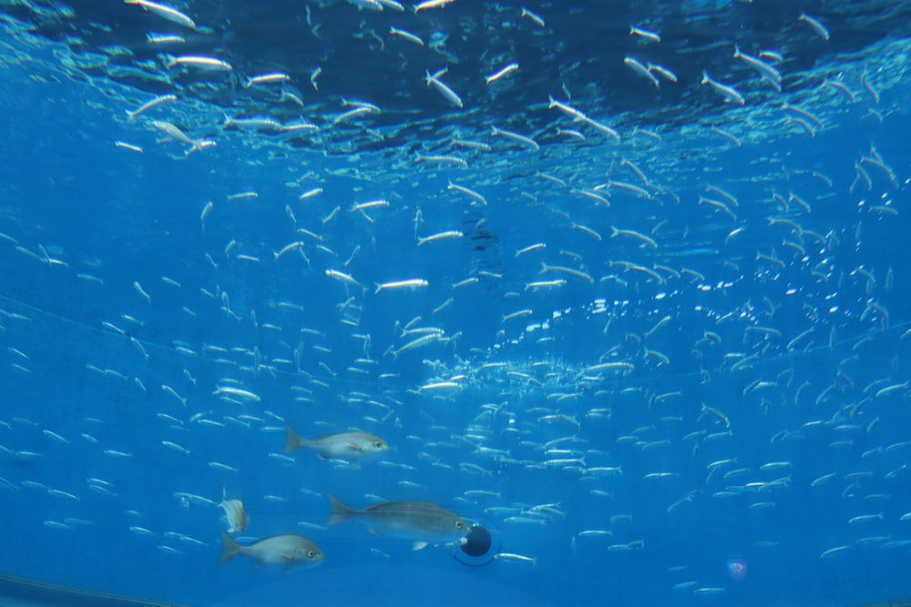 a large aquarium filled with lots of fish