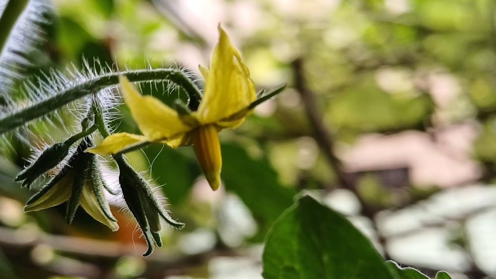 a close up of a yellow flower on a tree