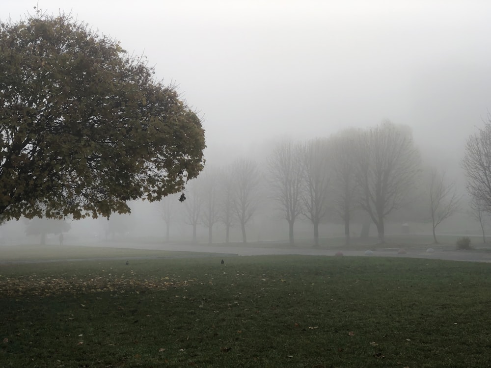 a foggy park with trees and benches