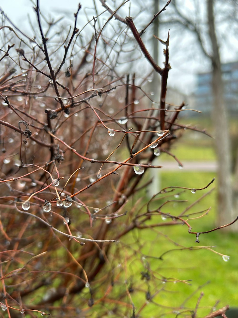 a tree with water drops on it in a park