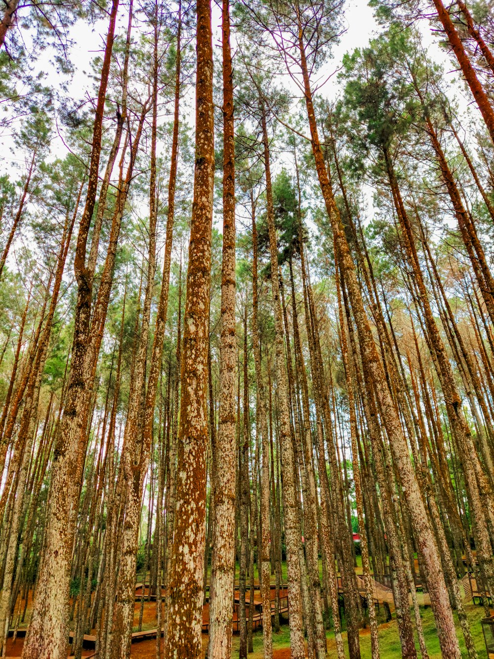 a forest filled with lots of tall trees