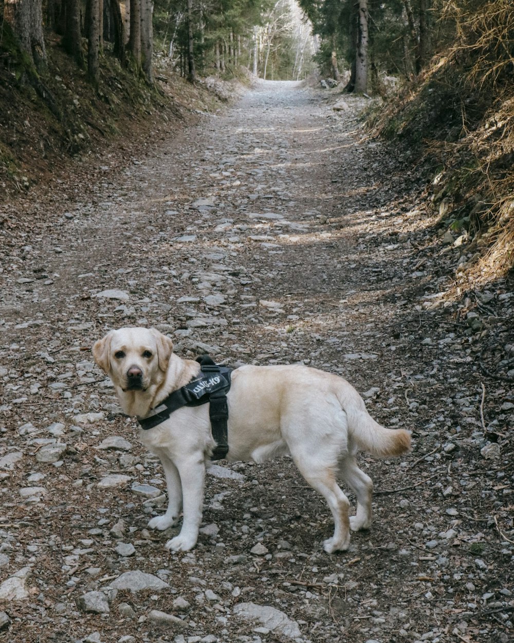 a dog is standing on a trail in the woods