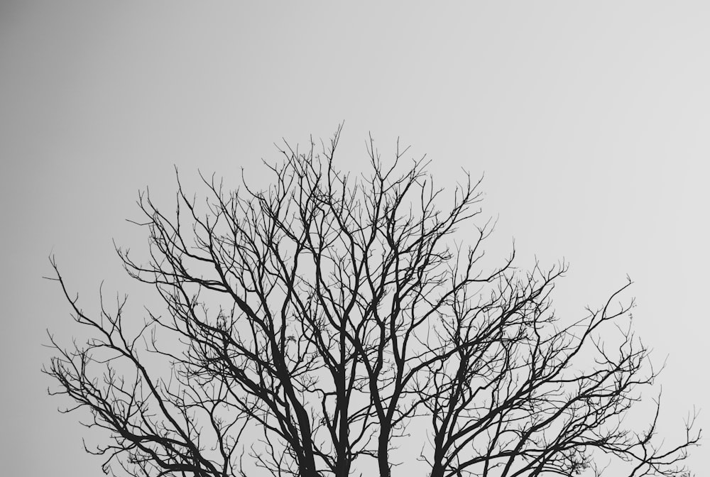 a black and white photo of a tree without leaves