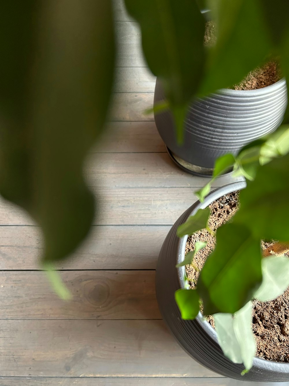 a close up of a potted plant on a wooden floor