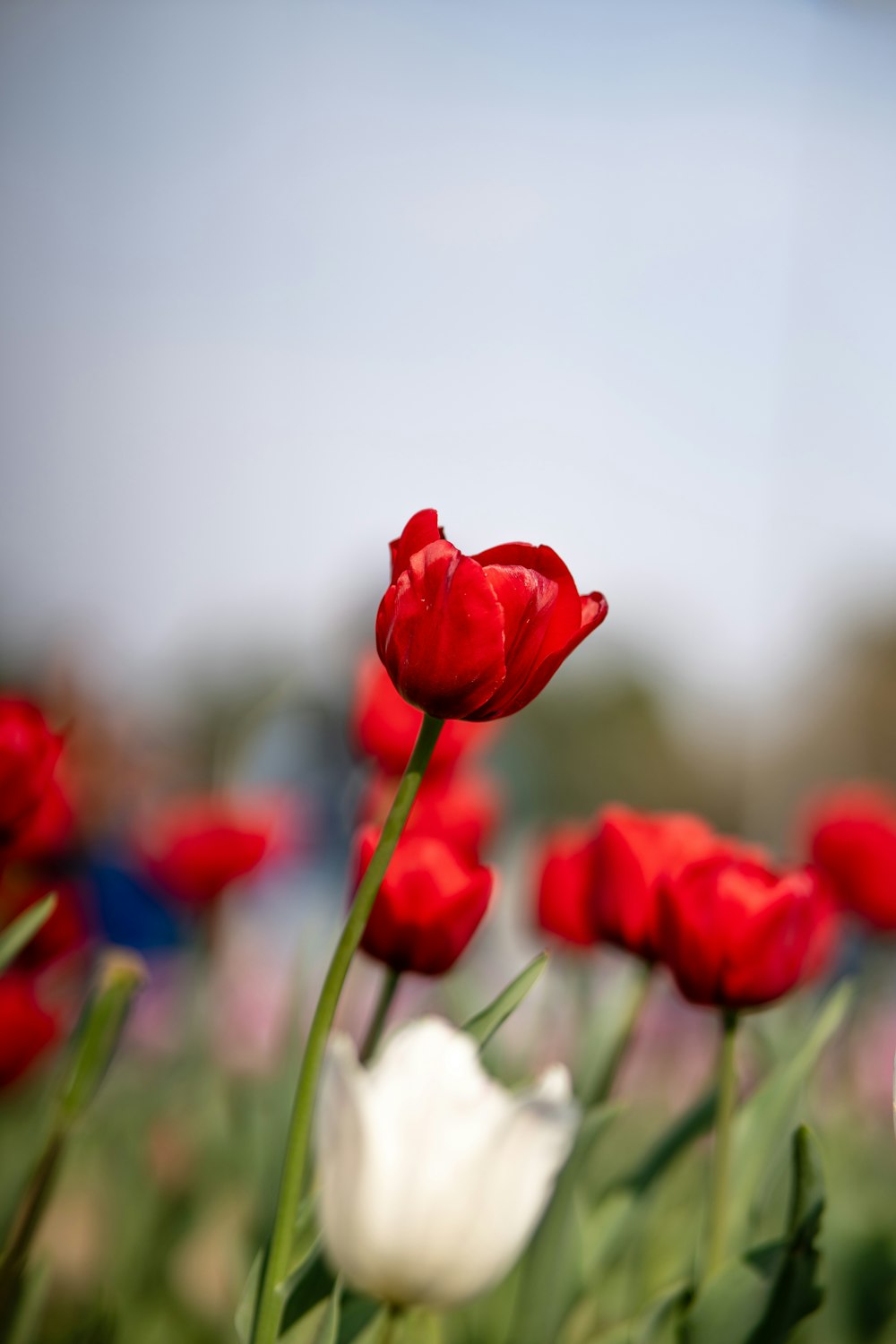 a bunch of red and white flowers in a field