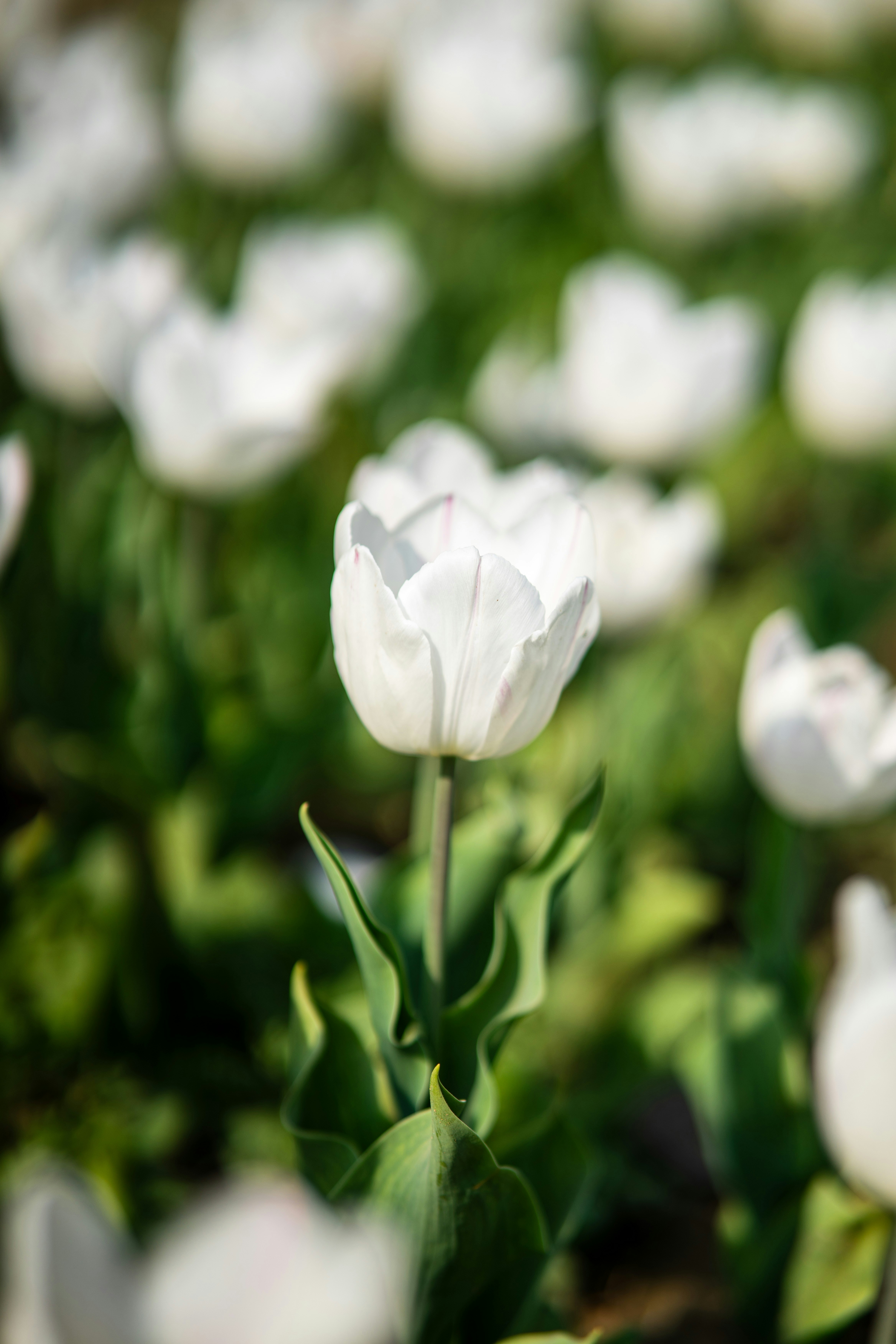a field of white flowers with green leaves