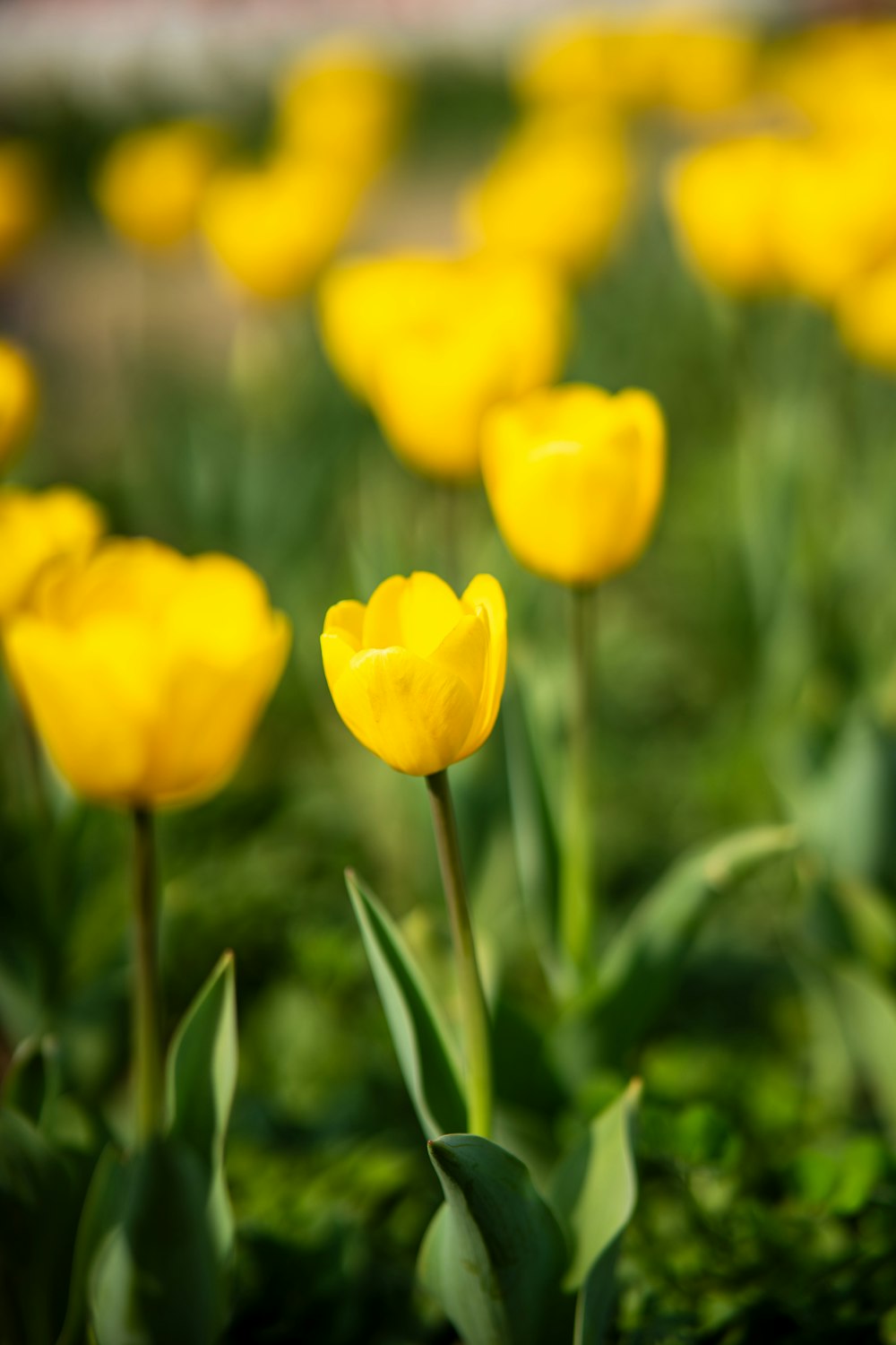 a bunch of yellow flowers that are in the grass