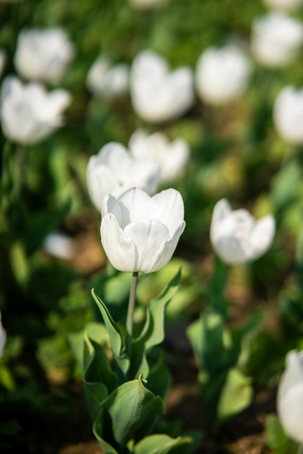 a field of white flowers with green leaves