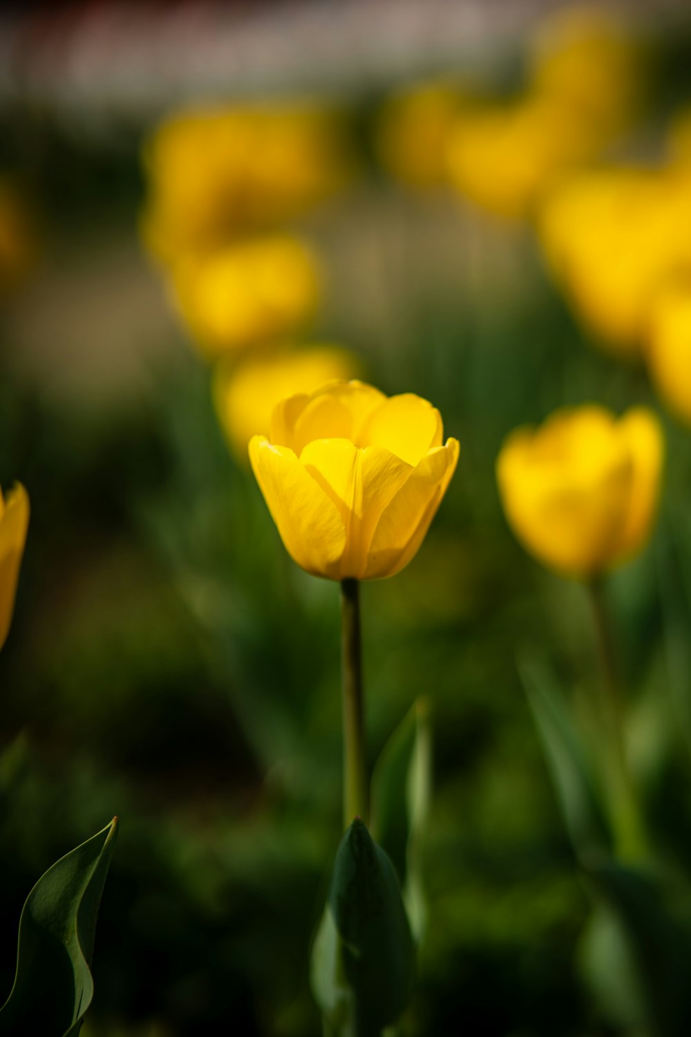 a bunch of yellow flowers that are in the grass