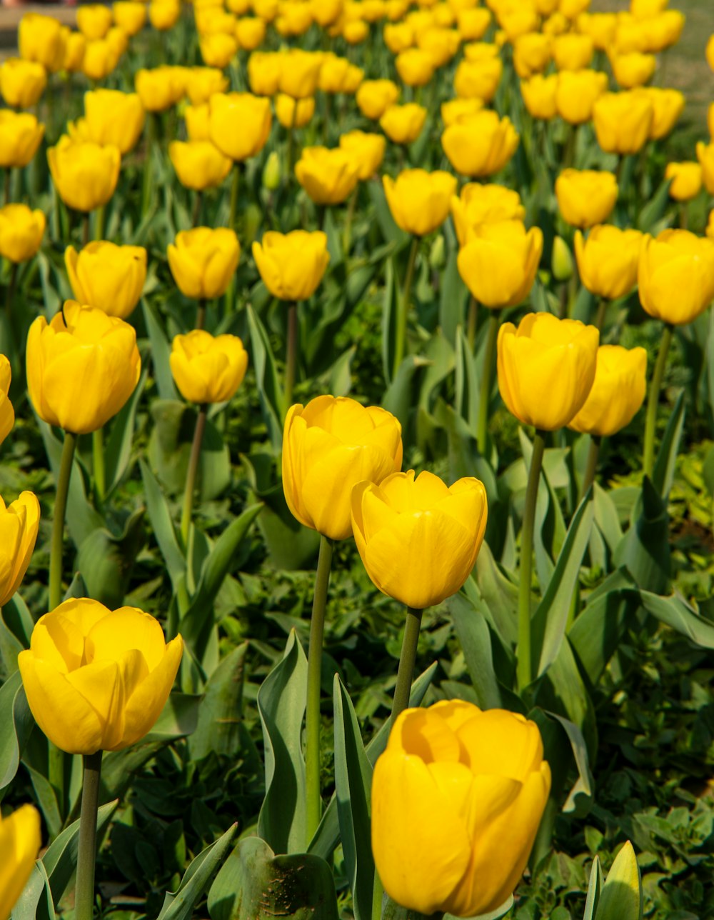 a field of yellow flowers with green leaves