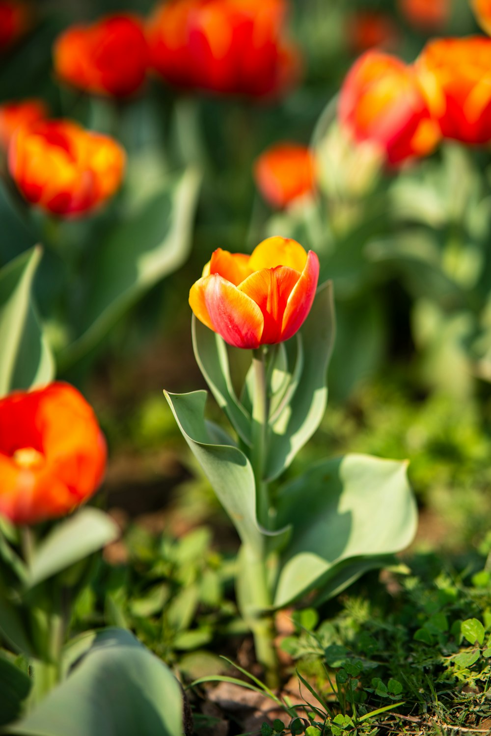 a group of orange and yellow flowers in a field