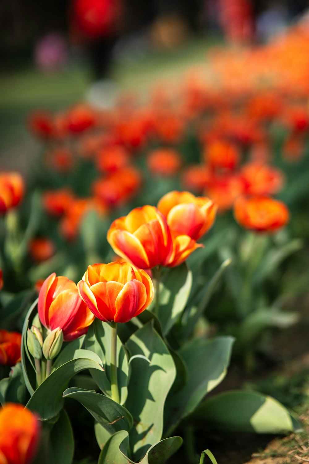 a field full of orange and red flowers