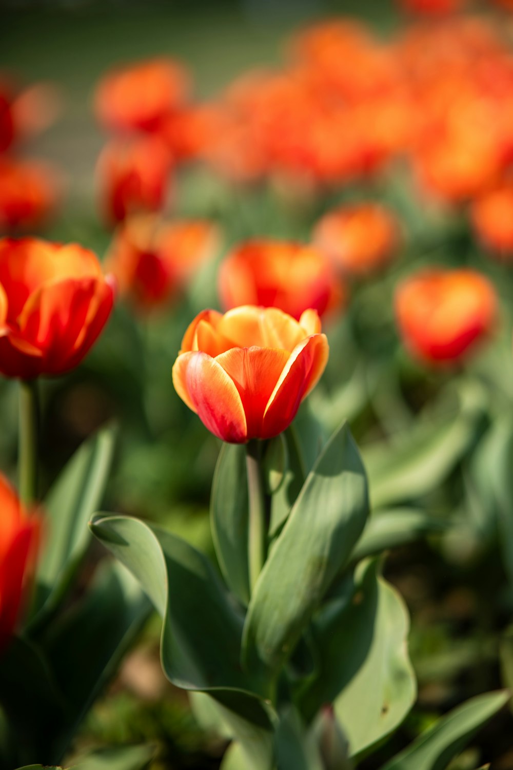 a field of orange flowers with green leaves