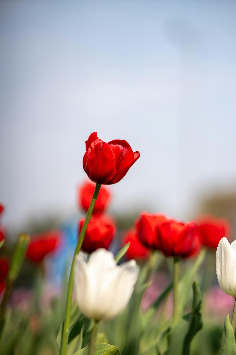 a field of red and white tulips with a blue sky in the background