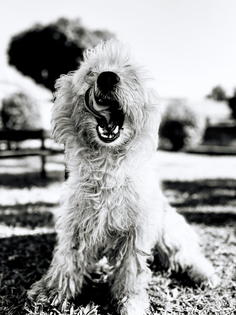 a shaggy dog with a ball in its mouth