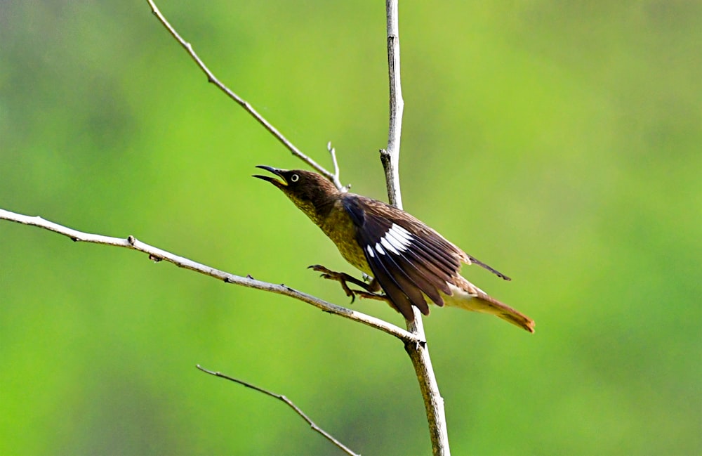 a small bird perched on top of a tree branch