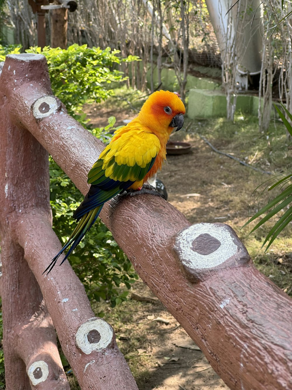 a yellow and green bird sitting on top of a wooden rail