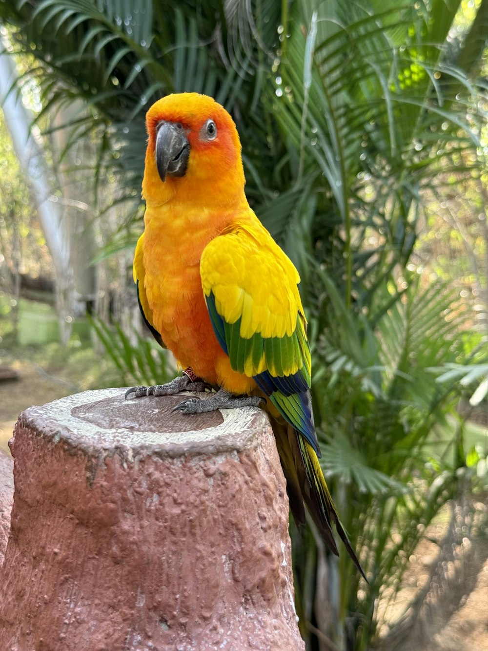 a colorful bird perched on top of a tree stump