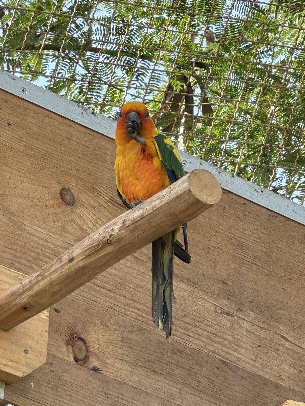 a colorful bird sitting on top of a wooden pole