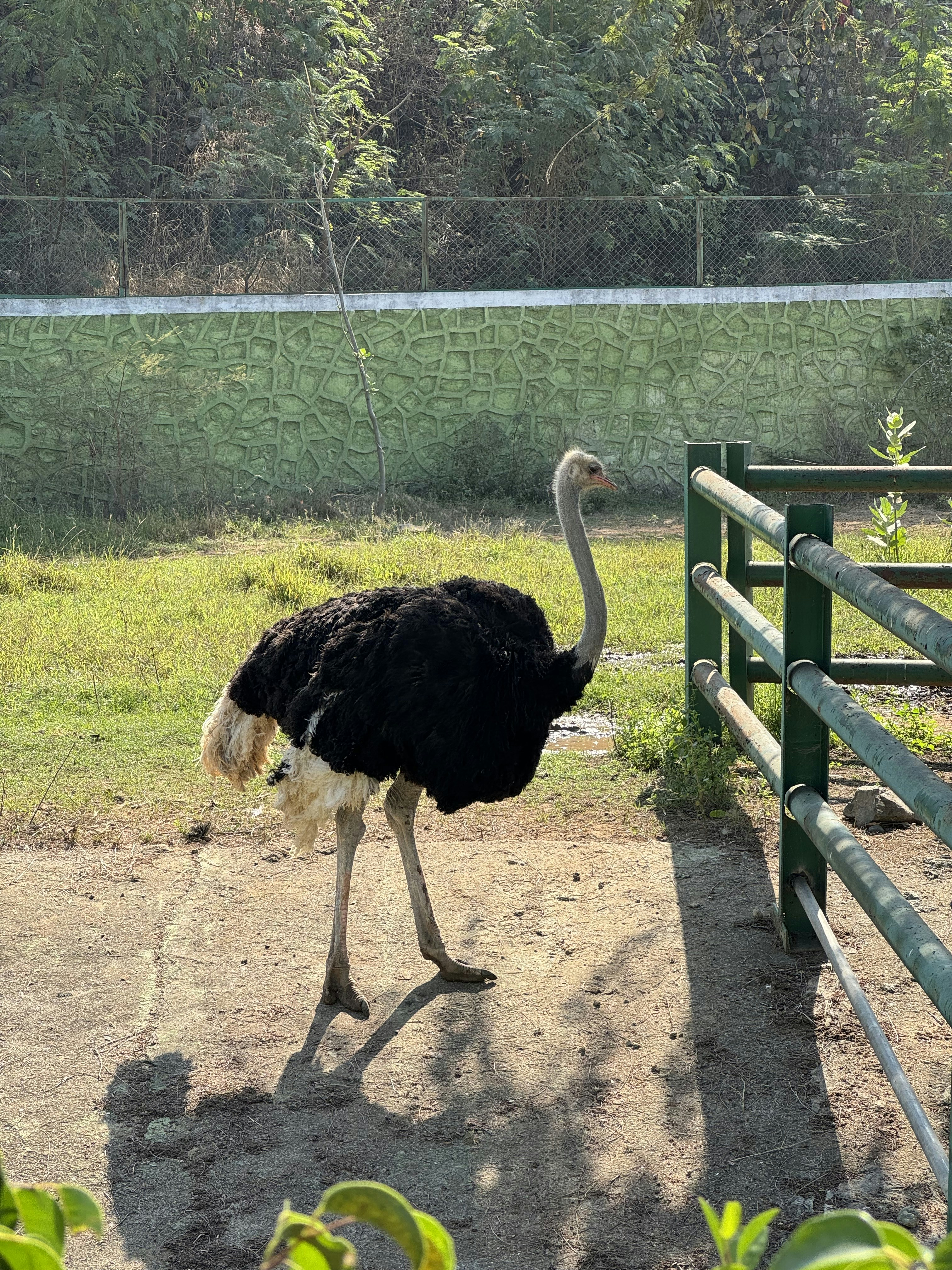 How Legacy Media Made the Ostrich Massacre Possible: A Case Study in State Propaganda