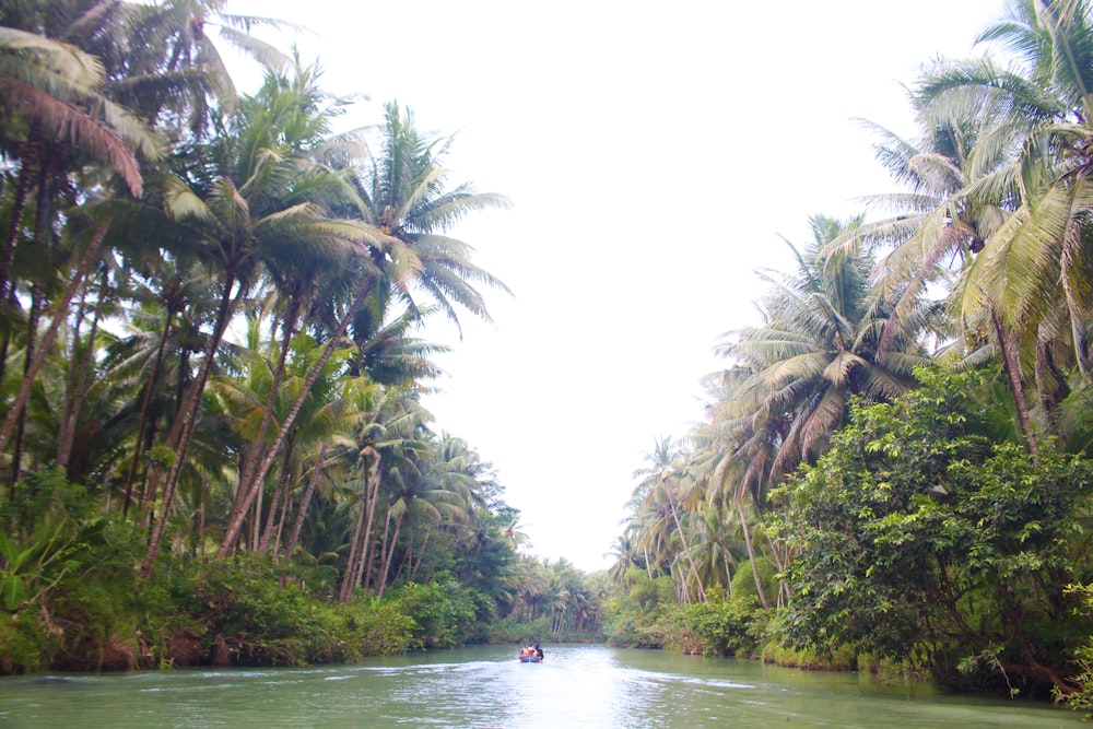 a boat traveling down a river surrounded by palm trees